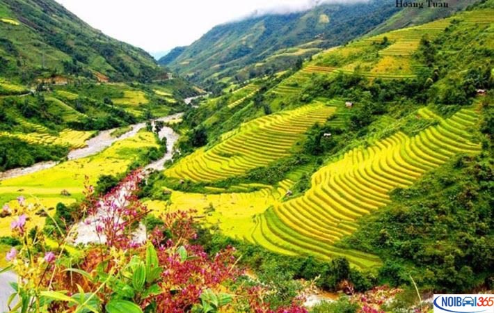 Cánh đồng Mường Lò