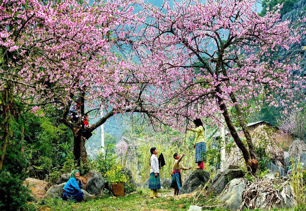 Ngắm hoa mùa xuân ở Hòa Bình